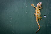 Toaky gecko climbing, dorsal view climbing,Wild