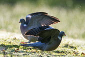 Woodpigeons sparring sparring,fighting,interaction,pigeon,behaviour,Chordates,Chordata,Aves,Birds,Pigeons and Doves,Columbiformes,Pigeons, Doves,Columbidae,Omnivorous,Animalia,Agricultural,Flying,Urban,Asia,Common,Columba