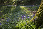 Bluebells in oak woods flowers,peaceful,blue,spring,woodlands,Magnoliophyta,Flowering Plants,Lily Family,Liliaceae,Monocots,Liliopsida,Liliales,Temperate,Anthophyta,Photosynthetic,Europe,Broadleaved,Wildlife and Conservatio