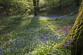 Bluebells in oak woods flowers,peaceful,blue,spring,woodlands,Magnoliophyta,Flowering Plants,Lily Family,Liliaceae,Monocots,Liliopsida,Liliales,Temperate,Anthophyta,Photosynthetic,Europe,Broadleaved,Wildlife and Conservatio