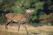 Red deer stag during autumn rutting season stag,male,communication,display,antlers,mating,behaviour,vocalisation,bellowing,autumn,rut,rutting,Even-toed Ungulates,Artiodactyla,Cervidae,Deer,Chordates,Chordata,Mammalia,Mammals,Species of Conserv
