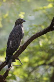 Crested honey buzzard perched on branch birds of prey,perched,perching,kites,Asia,Carnivorous,Aves,Rainforest,Least Concern,Animalia,Agricultural,Chordata,Temperate,Flying,Terrestrial,Sub-tropical,Pernis,Falconiformes,Accipitridae,ptilorhyn