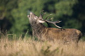 Red deer stag bellowing during autumn rutting season stag,male,communication,display,antlers,mating,behaviour,vocalisation,bellowing,autumn,rut,rutting,Even-toed Ungulates,Artiodactyla,Cervidae,Deer,Chordates,Chordata,Mammalia,Mammals,Species of Conserv