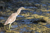 Indian pond-heron pond,heron,indian paddybird,wetland,water,Aves,Ardeidae,Ponds and lakes,Asia,Temporary water,Wetlands,Aquatic,Chordata,Least Concern,Terrestrial,grayii,Animalia,Flying,Ciconiiformes,Streams and rivers