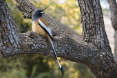 Rufous treepie perched on branch rufous tree-pie,songbird,perched,branch,Corvidae,Flying,Animalia,Passeriformes,Terrestrial,IUCN Red List,Dendrocitta,Aves,Omnivorous,Asia,Chordata,Least Concern