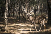 Sambar deer stag on forest track Stag,male,forest,track,antlers,Cervidae,Deer,Chordates,Chordata,Even-toed Ungulates,Artiodactyla,Mammalia,Mammals,Coniferous,Terrestrial,Rusa,Rainforest,unicolor,Herbivorous,Asia,Cetartiodactyla,Broad