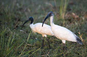 Black-headed ibises on grass ibis,two,Chordata,Near Threatened,Flying,Brackish,Temporary water,Streams and rivers,Grassland,Omnivorous,Tropical,Sub-tropical,Aves,Wetlands,Forest,Threskiornithidae,Arboreal,Aquatic,Ponds and lakes,