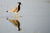 Red-wattled lapwing wading plovers,waders,wetlands,wading,side view,Charadriiformes,Animalia,Least Concern,Omnivorous,Flying,Wetlands,Grassland,Agricultural,Aves,Vanellus,Terrestrial,Charadriidae,indicus,Asia,Chordata,Aquatic,I