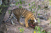 Bengal tiger cub eating sambar stag kill www.JamesWarwick.co.uk Rusa unicolor,deer,predator,feeding,hunting,eating,young,cub,juvenile,Carnivora,Panthera,Tropical,Mammalia,Appendix I,tigris,Felidae,Carnivorous,Extinct,Chordata,Asia,Temperate,Animalia,Critically Endangered,Endangered,Terrestrial,IUCN Red List