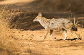 Indian jackal crossing track Golden jackal,track,dog,walking