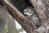 Spotted owlet in tree hollow owl,bird of prey,nests,Least Concern