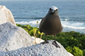 Brown noddy on granite ledge tern,Indian Ocean Islands,portraits,side view,tropical,seabirds,nest,nesting,front view,Ciconiiformes,Herons Ibises Storks and Vultures,Chordates,Chordata,Laridae,Gulls, Terns,Aves,Birds,North America