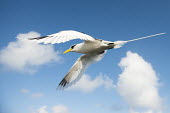 White-tailed tropicbird in flight tropicbirds,Indian Ocean Islands,flight,flying,cut out,sky,flapping,Chordates,Chordata,Ciconiiformes,Herons Ibises Storks and Vultures,Phaethontidae,Tropicbirds,Aves,Birds,South America,Animalia,Coast