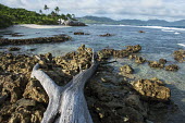 Weathered casuarina tree and beach cove Casuarinaceae,deciduous,tree,she-oak,oak,coast,coastal,landscape,Indian Ocean Islands,beach,cove