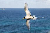 White-tailed tropicbird in flight above sea tropicbirds,Indian Ocean Islands,flight,flying,cut out,sky,flapping,Chordates,Chordata,Ciconiiformes,Herons Ibises Storks and Vultures,Phaethontidae,Tropicbirds,Aves,Birds,South America,Animalia,Coast