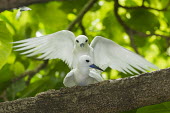 Fairy terns mating Pisonia grandis,tree,wings,wingspan,front view,reproduction,mating,sex,Ciconiiformes,Herons Ibises Storks and Vultures,Laridae,Gulls, Terns,Aves,Birds,Chordates,Chordata,Asia,Animalia,Lower Risk,Shore