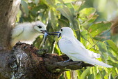 Fairy tern feeding fish to chick tern,Indian Ocean Islands,young,chick,nest,feeding,parent,fish,food,Ciconiiformes,Herons Ibises Storks and Vultures,Laridae,Gulls, Terns,Aves,Birds,Chordates,Chordata,Asia,Animalia,Lower Risk,Shore,Fl