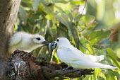 Fairy tern feeding fish to chick tern,Indian Ocean Islands,young,chick,nest,feeding,parent,fish,food,Ciconiiformes,Herons Ibises Storks and Vultures,Laridae,Gulls, Terns,Aves,Birds,Chordates,Chordata,Asia,Animalia,Lower Risk,Shore,Fl