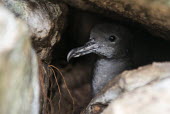 Wedge-tailed shearwater in rock burrow shearwater,reproduction,nest,incubation,nest hole,underground,burrow,Ciconiiformes,Herons Ibises Storks and Vultures,Chordates,Chordata,Procellariidae,Shearwaters and Petrels,Aves,Birds,Coastal,Carniv