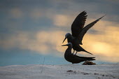 Lesser noddies frolicking on beach at sunset beach,sunset,landscape,sand,pair,playing,frolicking,Shore,Charadriiformes,Anous,Ocean,Laridae,Coastal,Arboreal,Africa,IUCN Red List,Aquatic,Chordata,Flying,Australia,Terrestrial,Least Concern,Mangrove
