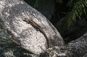 Wright's skink on granite boulder skink,reptile,Indian Ocean Islands,rock,boulder,Squamata,Africa,Animalia,Sub-tropical,Vulnerable,Trachylepis,Chordata,Tropical,Terrestrial,wrightii,Scincidae,Reptilia,IUCN Red List