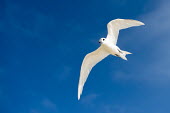 Fairy terns in flight tern,Indian Ocean Islands,portrait,seabirds,cut out,blue,gliding,sky,ventral view,flying,flight,Ciconiiformes,Herons Ibises Storks and Vultures,Laridae,Gulls, Terns,Aves,Birds,Chordates,Chordata,Asia,