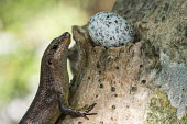 Wright's skink with fairy tern egg balancing in pisonia tree www.JamesWarwick.co.uk Gygis alba,fairy tern,predation,skink,feeding,Pisonia grandis,egg,nest,nesting,incubation,reproduction,tree,Squamata,Africa,Animalia,Sub-tropical,Vulnerable,Trachylepis,Chordata,Tropical,Terrestrial,wrightii,Scincidae,Reptilia,IUCN Red List