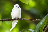 Fairy tern perched in pisonia tree, front view Pisonia grandis,tern,perched,tree,white