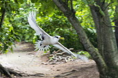White-tailed tropicbird in flight flight,forest,wingspan,gliding,Indian Ocean Islands,action,flying,Chordates,Chordata,Ciconiiformes,Herons Ibises Storks and Vultures,Phaethontidae,Tropicbirds,Aves,Birds,South America,Animalia,Coastal