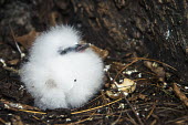 White-tailed tropicbird chick at base of tree chick,young,hatchling,nest,fluffy,white,reproduction,Indian Ocean Islands,Chordates,Chordata,Ciconiiformes,Herons Ibises Storks and Vultures,Phaethontidae,Tropicbirds,Aves,Birds,South America,Animalia