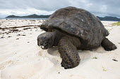 Aldabra giant tortoise on beach Aldabra atoll,shell,reptile,tortoise,front view,Indian Ocean Islands,beach,Animalia,Mangrove,Testudinidae,Reptilia,Geochelone,Appendix II,gigantea,Chordata,Scrub,Terrestrial,Asia,Vulnerable,Omnivorous