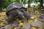 Aldabra giant tortoise on track with fallen pisonia tree leaves Pisonia grandis,Aldabra atoll,shell,reptile,tortoise,front view,Indian Ocean Islands,track,leaves,Animalia,Mangrove,Testudinidae,Reptilia,Geochelone,Appendix II,gigantea,Chordata,Scrub,Terrestrial,Asi