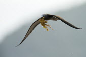 Lesser noddy carrying seaweed back to nest, front view nest material,noddy,Indian Ocean Islands,collecting,flying,seaweed,hovering,carrying,reproduction,ocean,Shore,Charadriiformes,Anous,Ocean,Laridae,Coastal,Arboreal,Africa,IUCN Red List,Aquatic,Chordata