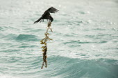 Lesser noddy carrying seaweed back to nest nest material,noddy,Indian Ocean Islands,collecting,flying,seaweed,hovering,carrying,reproduction,ocean,Shore,Charadriiformes,Anous,Ocean,Laridae,Coastal,Arboreal,Africa,IUCN Red List,Aquatic,Chordata
