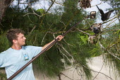 Conservation volunteer checking lesser noddy nests for eggs with mirror conservation,protection,science,research,monitoring,noddy,egg,nest,mirror,reserve,Shore,Charadriiformes,Anous,Ocean,Laridae,Coastal,Arboreal,Africa,IUCN Red List,Aquatic,Chordata,Flying,Australia,Terr