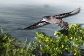 Wedge-tailed shearwater in flight at twilight www.JamesWarwick.co.uk flight,forest,wingspan,gliding,Indian Ocean Islands,action,flying,twilight,sunset,Ciconiiformes,Herons Ibises Storks and Vultures,Chordates,Chordata,Procellariidae,Shearwaters and Petrels,Aves,Birds,Coastal,Carnivorous,Puffinus,Shore,Aquatic,Marine,Australia,Asia,Flying,Africa,IUCN Red List,Terrestrial,Least Concern,Animalia,North America,Procellariiformes