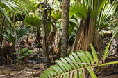 'Millionaire's Salad' palm (top left and bottom right) and Coco de Mer palms palms,tropical,trees,stream,Lodoicea maldivica,Vulnerable,Indian,Deckenia,nobilis,Palmae,Arecales,Plantae,Rock,Liliopsida,Tracheophyta,Forest,Photosynthetic,IUCN Red List