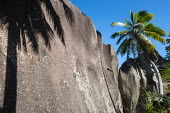 Coconut palm tree and shadow on granite boulder coconut tree,boulder,sky,palm,Indian Ocean Islands