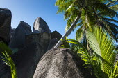 Coconut palm trees and granite boulders coconut tree,boulder,sky,palm,Indian Ocean Islands