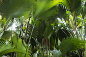 Coco de Mer palms palm,tropical,Indian Ocean Islands,maldivica,Arecales,Africa,Palmae,Terrestrial,Endangered,Tracheophyta,Lodoicea,Plantae,Rainforest,Liliopsida,Photosynthetic,IUCN Red List