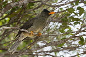 Seychelles bulbul perched on branch bird,perched,branch,Indian Ocean Islands