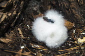 White-tailed tropicbird chick at base of tree chick,young,hatchling,nest,fluffy,white,reproduction,Indian Ocean Islands,Chordates,Chordata,Ciconiiformes,Herons Ibises Storks and Vultures,Phaethontidae,Tropicbirds,Aves,Birds,South America,Animalia