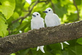 Fairy terns perched on tree Pisonia grandis,tree,perched,front view,pair,tern,Ciconiiformes,Herons Ibises Storks and Vultures,Laridae,Gulls, Terns,Aves,Birds,Chordates,Chordata,Asia,Animalia,Lower Risk,Shore,Flying,Australia,Pac
