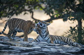 Bengal tiger mother licking cub female,young,cub,juvenile,grooming,licking,parental care,big cat,Carnivora,Panthera,Tropical,Mammalia,Appendix I,tigris,Felidae,Carnivorous,Extinct,Chordata,Asia,Temperate,Animalia,Critically Endanger