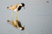 Red-wattled lapwing wading plovers,waders,wetlands,wading,Charadriiformes,Animalia,Least Concern,Omnivorous,Flying,Wetlands,Grassland,Agricultural,Aves,Vanellus,Terrestrial,Charadriidae,indicus,Asia,Chordata,Aquatic,IUCN Red Li