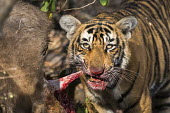 Bengal tiger cub eating sambar deer kill Rusa unicolor,deer,predator,feeding,hunting,eating,young,cub,juvenile,Carnivora,Panthera,Tropical,Mammalia,Appendix I,tigris,Felidae,Carnivorous,Extinct,Chordata,Asia,Temperate,Animalia,Critically End