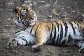 Bengal tiger lying down lying,adult,resting,rolling,big cat,Carnivora,Panthera,Tropical,Mammalia,Appendix I,tigris,Felidae,Carnivorous,Extinct,Chordata,Asia,Temperate,Animalia,Critically Endangered,Endangered,Terrestrial,IUC