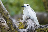 Fairy tern on nest with egg in grey mangrove tree grey mangrove,white mangrove,Avicennia marina,mangrove,nest,nesting,incubation,Indian Ocean Islands,egg,reproduction,Ciconiiformes,Herons Ibises Storks and Vultures,Laridae,Gulls, Terns,Aves,Birds,Cho