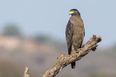 Crested serpent-eagle perched serpent-eagle,birds of prey,raptor,perched,Agricultural,Least Concern,Falconiformes,IUCN Red List,CITES,Sub-tropical,Aves,Animalia,Terrestrial,Accipitridae,Flying,Forest,Appendix II,Asia,Savannah,Trop
