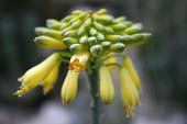 Aloe sinkatana, close up Flower,IUCN Red List,Terrestrial,Plantae,Photosynthetic,Liliopsida,Aloaceae,Liliales,Aloe,Africa,Endangered,Scrub,Tracheophyta
